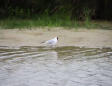 Marquenterre  le parc ornithologique