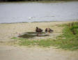 Marquenterre  le parc ornithologique