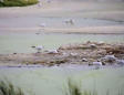 Marquenterre  le parc ornithologique