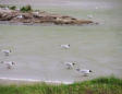 Marquenterre  le parc ornithologique