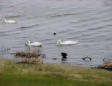 Marquenterre  le parc ornithologique