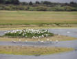 Marquenterre  le parc ornithologique