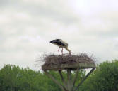 Marquenterre : gigogne sur son nid