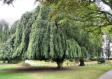 Cassel : arbre dans le parc du mont Cassel