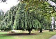 Cassel : arbre dans le parc du mont Cassel
