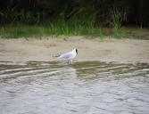 Marquenterre : oiseau de la réserve