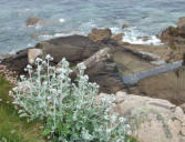 cap Lévi : la côte, plante et rochers