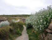 cap Lévi : Chemin des douaniers