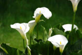 lac Léon : arums