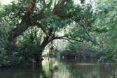 Courant d'Huchet : les arbres les pieds dans l'eau