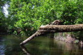 Courant d'Huchet : encore des arbres sur le courant.