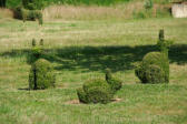 Salignac Eyvigues : les jardins du manoir d'Eyrignac, sculpture végétale 2