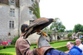 Castelnaud la Chapelle : château des Milandes, spectacle de rapaces 6