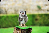 Castelnaud la Chapelle : château des Milandes, spectacle de rapaces 4