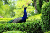 Vezac : les jardins de Marquessac : paon au milieu de buis taillés