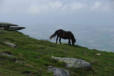 la Rhune : chevaux en liberté 2