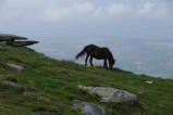 La Rhune : chevaux en liberté 2