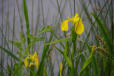 lac Léon :iris d'eau