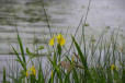 lac Léon : iris d'eau 2