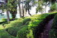Vezac : les jardins de Marquessac : Buis taillés et allée