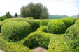 Vezac : les jardins de Marquessac : Buis taillés en formes de boule