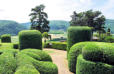 Vezac : les jardins de Marquessac : buis taillés,allée, arbres et paysage