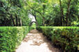 Vezac : les jardins de Marquessac : allée de promenade