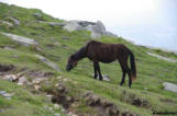 La Rhune : chevaux en liberté 3