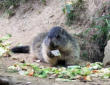 Ayzac Ost : Parc animalier,marmotte