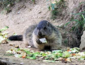 Ayzac Ost : Parc animalier,marmotte