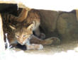 Ayzac Ost : Parc animalier,lynx
