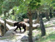 Ayzac Ost : Parc animalier, les ours