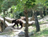 Ayzac Ost : Parc animalier, les ours