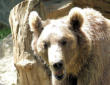 Ayzac Ost : Parc animalier, un ours