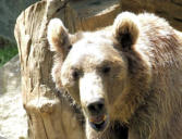 Ayzac Ost : Parc animalier, un ours