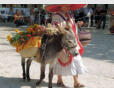 Uzès-la fête des ânes