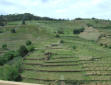 Banyuls-le vignoble