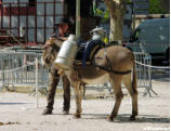 Uzès-la fête des ânes