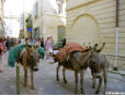 Uzès-défilé des ânes dans Uzès