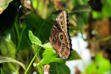 Velleron : la ferme aux papillons, papillon 6