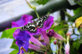 Velleron : la ferme aux papillons, papillon 7