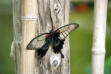 Velleron : la ferme aux papillons, papillon 9