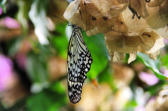 Velleron : la ferme aux papillons, papillon 11