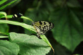 Velleron : la ferme aux papillons, papillon 13