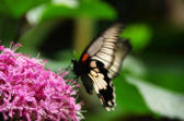 Velleron : la ferme aux papillons, papillon 14