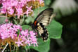 Velleron : la ferme aux papillons, papillon 18