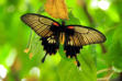 Velleron : la ferme aux papillons, papillon 21
