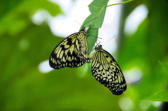 Velleron : la ferme aux papillons, papillon 26