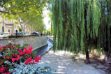 Pernes les Fontaines : ruisseau bordé de fleurs et arbre