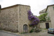 vaison la romaine : arbre en fleurs contre maisons